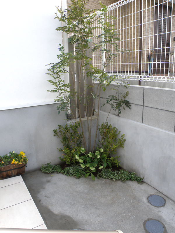何もなかった玄関脇のちょっとしたスペースは、シマトネリコや植栽で柔らかい印象になります。
