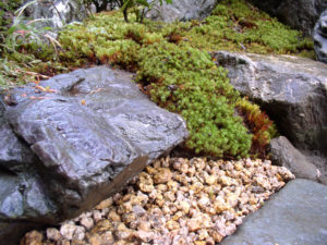 石の間からこぼれるようなスギ苔…　こういう感じ大好きです